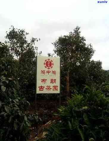 永德古圆春茶厂，探访云南永德古圆春茶厂，品味千年茶文化