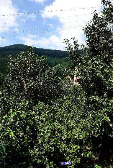 云南博南山茶厂冰岛-云南阳区博南山茶厂