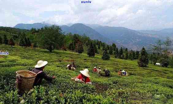 云南大理的茶叶，探寻云南大理的茶文化：品味独特的茶叶美味