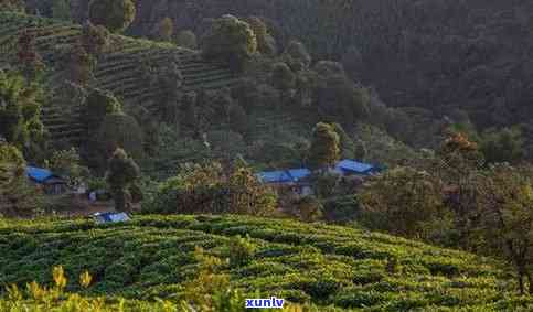 红河有茶叶吗，探寻云南红河：这里的茶叶值得品味吗？