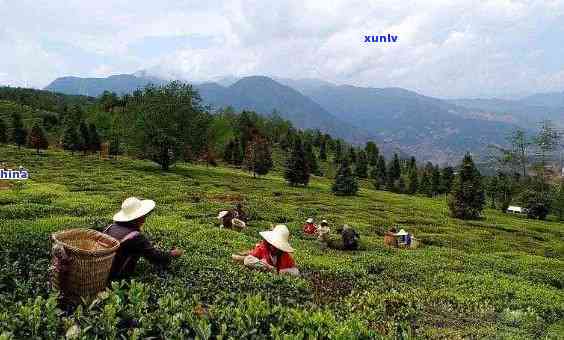 云南玉溪有什么茶叶，探寻云南玉溪的茶文化：揭秘当地特色茶叶