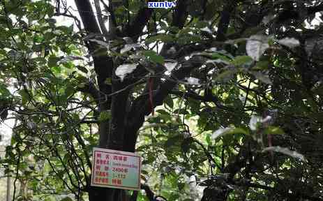 飘花翡翠一定有棉-飘花翡翠一定有棉絮吗