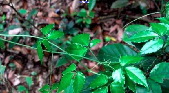 金丝吊葫芦价格一克多少钱？了解其用量、功能、食用及副作用