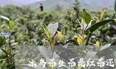 冰岛是绿茶还是红茶-冰岛是绿茶还是红茶啊