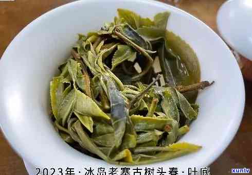 冰岛头春茶几月开采？特点与口感解析