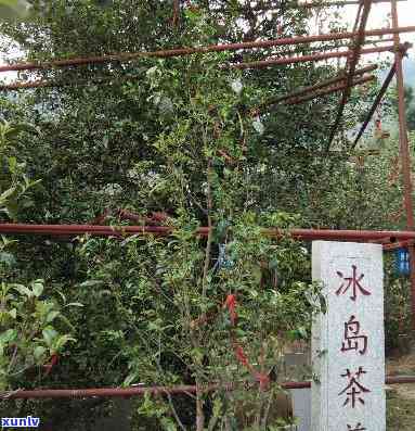 冰岛头春茶几月开采？特点与口感解析