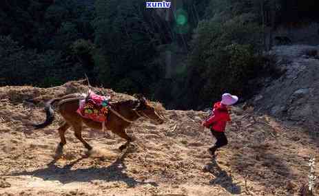 大雪山和冰岛的差别，探秘大雪山与冰岛：地理、气候和生态系统的对比