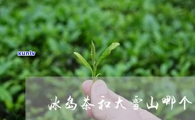 大雪山属于冰岛茶吗，解析：大雪山与冰岛的关系，揭秘大雪山是否属于冰岛