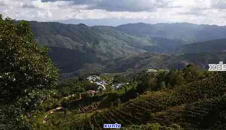 景迈山和布朗山的茶有什么区别，探秘云南普洱茶两大名山：景迈山与布朗山的区别