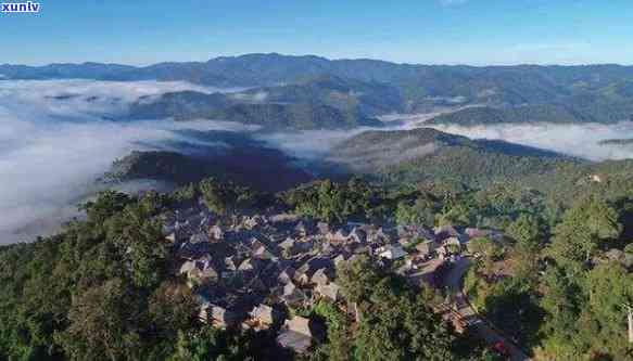 景迈山和布朗山的茶有什么区别，探秘云南普洱茶两大名山：景迈山与布朗山的区别