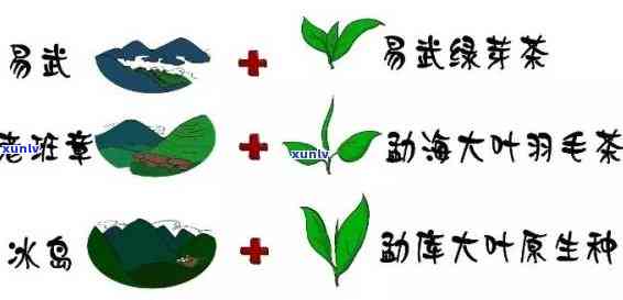 全面解析：景迈和布朗山茶的区别及优劣比较