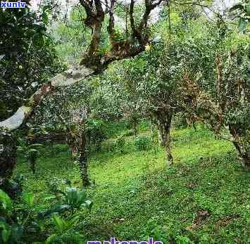 全面解析：景迈和布朗山茶的区别及优劣比较