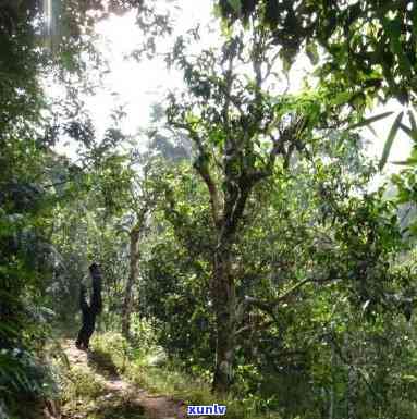 全面解析：景迈和布朗山茶的区别及优劣比较