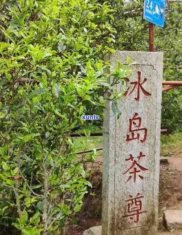 冰岛茶产地在哪里,为何叫冰岛，揭秘冰岛茶田：探秘冰岛茶树的生长地与独特之处