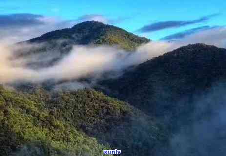 布朗山易武冰岛景迈-布朗山 易武 冰岛 景迈