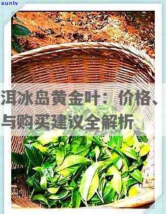 冰岛古树黄金叶普洱熟茶价格及功效介绍，冰岛黄金叶茶饼市场价解析，深入了解冰岛老寨黄金叶品种特性