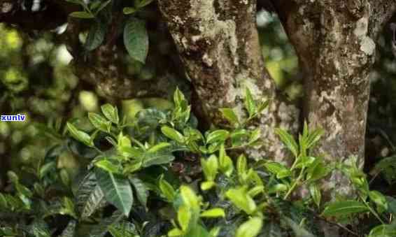 一分了解冰岛茶区视频：全面教程与教学