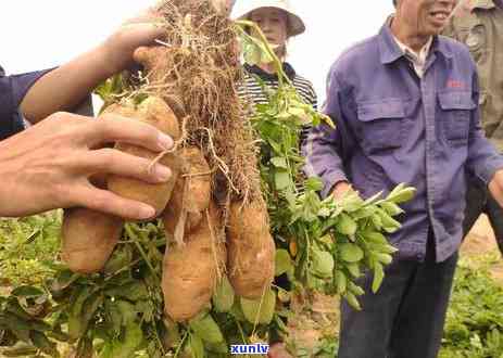 冰岛五寨茶是哪五寨茶，揭秘冰岛五寨茶：了解这五种独特的茶叶品种