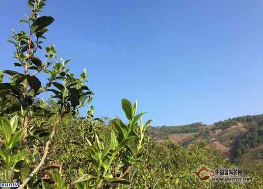 冰岛五寨茶是哪五寨茶，揭秘冰岛五寨茶：了解这五种独特的茶叶品种