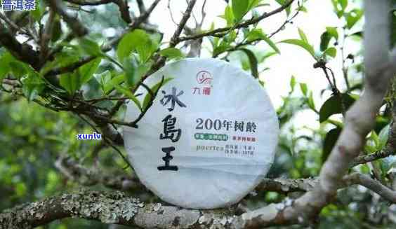 冰岛五寨茶是哪五寨-冰岛五寨茶是哪五寨的