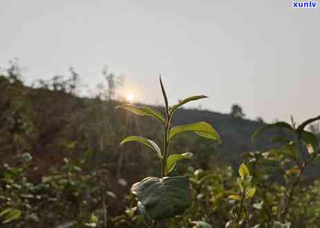 冰岛古树茶百度百科-冰岛古树茶百度百科