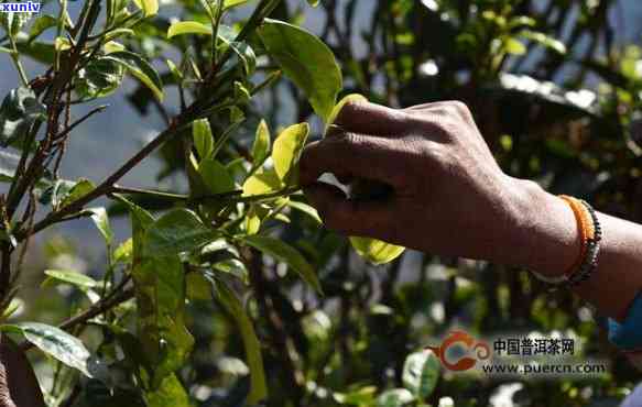 深入探索：冰岛原味茶 *** 全过程及行内人士分享技巧