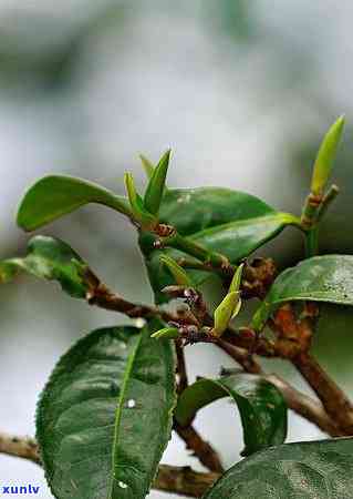 冰岛老寨茶多少钱一斤，冰岛老寨茶价格：每斤多少钱？