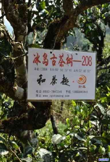 冰岛100年古树茶价格，探秘千年古韵：冰岛100年古树茶的价格与价值