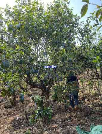 冰岛古树茶多少钱一公斤，探索神秘的冰岛古树茶：价格揭秘！