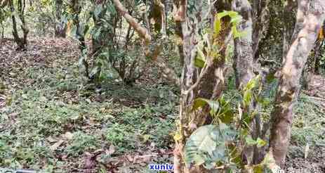 冰岛古树茶多少年，千年古树茶：探寻冰岛茶的神秘历和独特风味