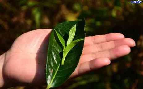 冰岛糯毛茶初制所-冰岛糯茶简介