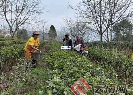 用茶叶洗手：好处、功效与作用全解析