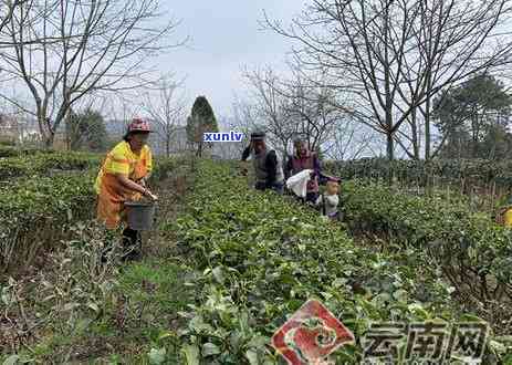 茶叶洗手有什么好处-茶叶洗手有什么好处和坏处