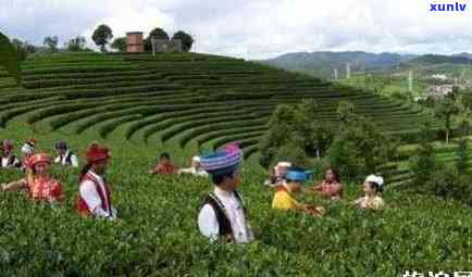 云南卖茶叶最出名的地方是哪，揭秘云南茶叶销售重地，哪里的茶叶最有名？