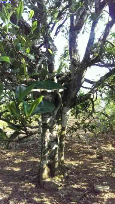 冰岛坡脚茶属于哪个产区，探究冰岛坡脚茶的产地归属