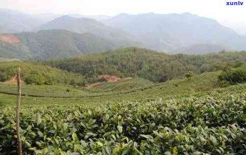 云南茶叶最多的地方是哪儿，揭秘云南茶叶产量之最：哪个地方产出的茶叶最多？