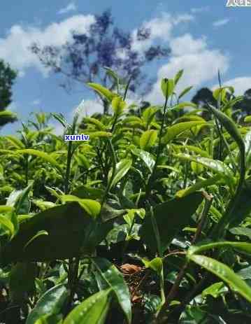 云南产茶的地方有哪些，探寻云南茶叶产地：一探究竟哪些地方产优质茶叶？