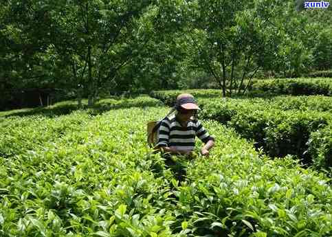 云南茶叶主产区分布全图：详细解析各地区茶叶产地及特点