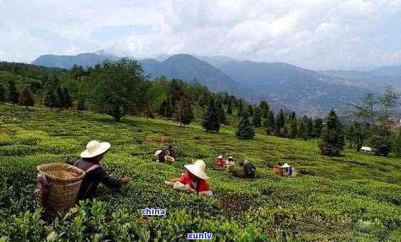 云南茶叶生产基地，探访云南茶叶生产基地，揭秘优质茶源的诞生地