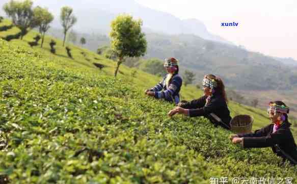 云南茶叶生产基地，探访云南茶叶生产基地，揭秘优质茶源的诞生地