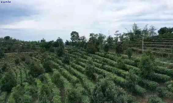 云南茶叶生产基地，探访云南茶叶生产基地，揭秘优质茶源的诞生地