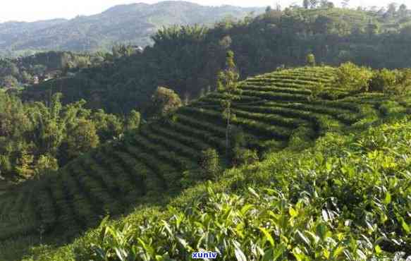 云南茶叶生产基地，探访云南茶叶生产基地，揭秘优质茶源的诞生地