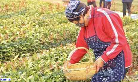 云南茶叶主产地，探秘云南：揭秘中国茶叶的主产地