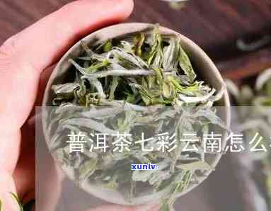 七彩云南的茶叶好吗-七彩云南的茶叶怎么样