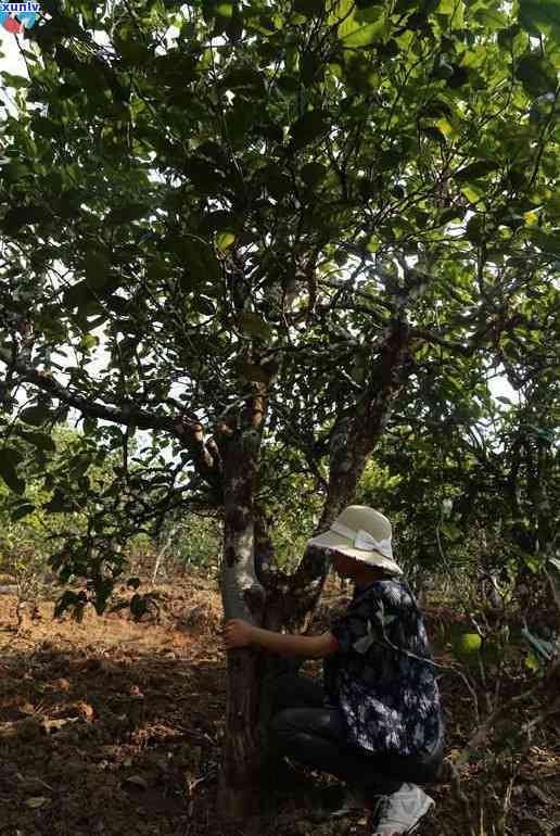 冰岛南迫千年古树茶-冰岛南迫古树茶特点