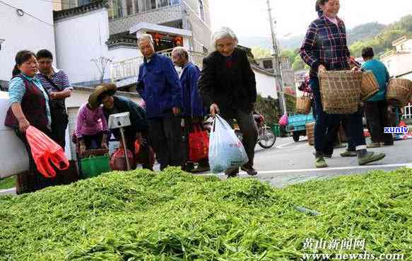 云南有茶叶多少高亩-云南茶叶亩产量多少斤