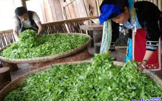 云南特色茶叶，探索云南：揭秘特色茶叶的 *** 工艺和文化背景