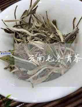 云南特产茶叶毛冬青是何种茶类？功效与作用解析