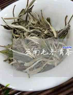 云南毛冬青茶叶的作用及 *** 原料，野生毛冬青茶的疗效，云南毛冬青茶的功效与冲泡 *** ，照片解析