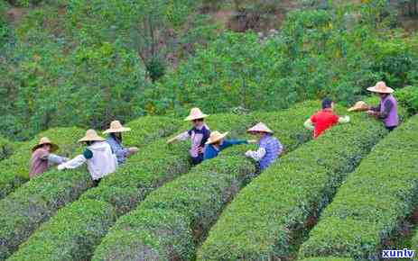 云南著名的茶叶集市-云南著名的茶叶集市有哪些